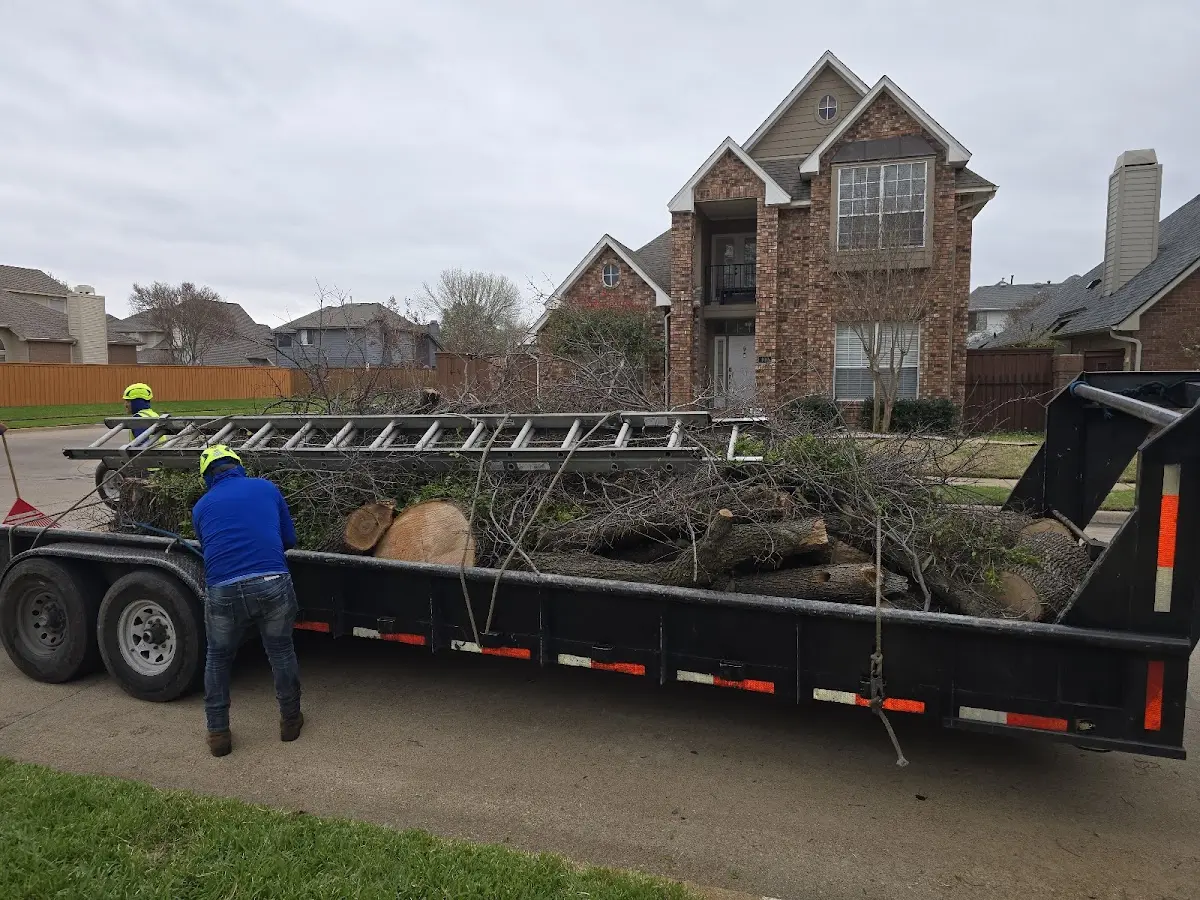 Expert Tree Removal with proper safety equipment in Cold Brook